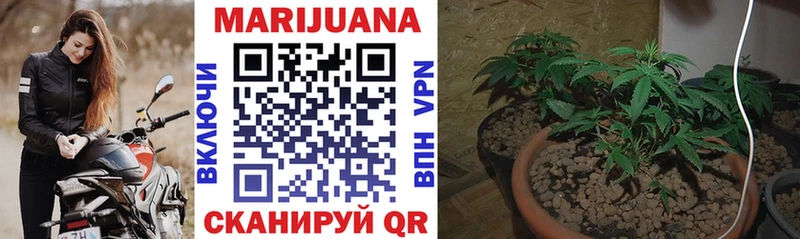 Конопля SATIVA & INDICA  Купить закладки  Тула 